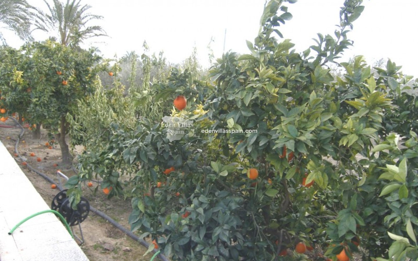 Revente - Maison de campagne - Elche