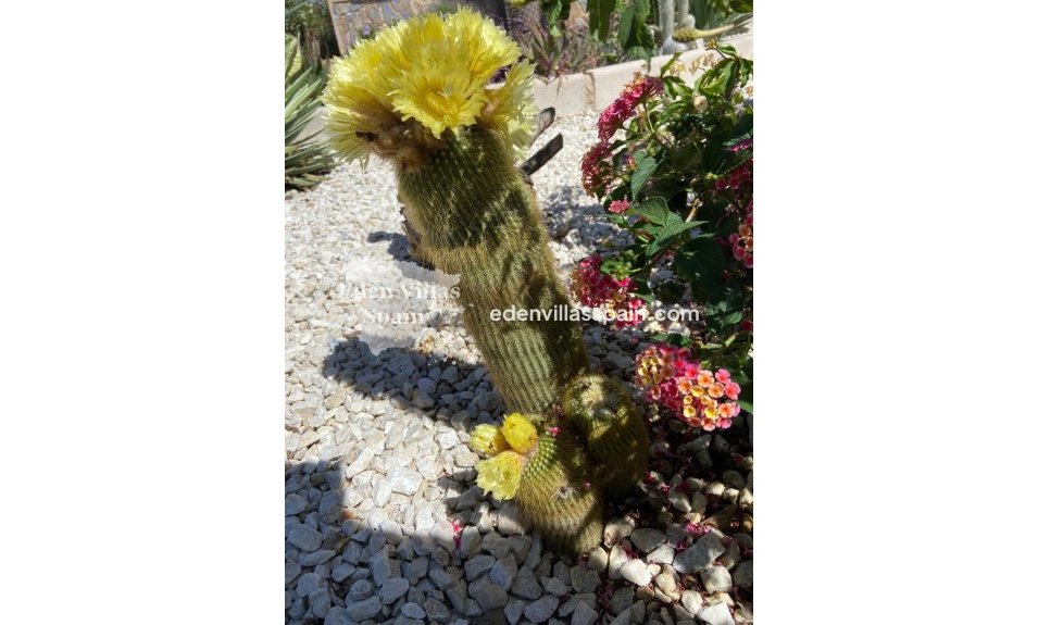 Segunda Mano - Casa de campo - Catral