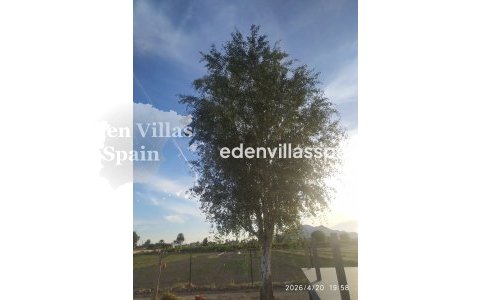 Segunda Mano - Casa de campo - Catral